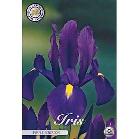Sam van Schooten Iris, Holländsk Purple sensation