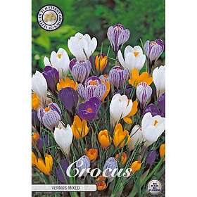 Sam van Schooten Krokus, blandade färger