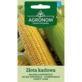 Seklos Majs, Zlota Karlowa