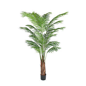Areca Palm 210 cm