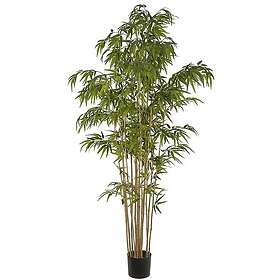 Bambu 210 cm