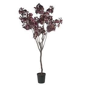 Cotinus Träd 200 cm