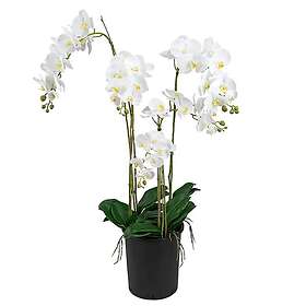 Phalaenopsis Orkidée 130 cm Vit