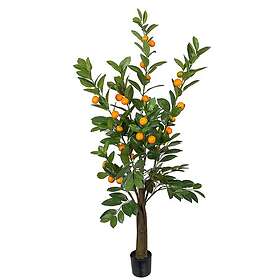 Citrus Träd 150 cm