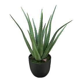 Aloe Krukväxt 55 cm