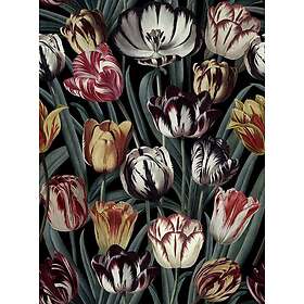 Dark Mindthegap Tulipa WP20177