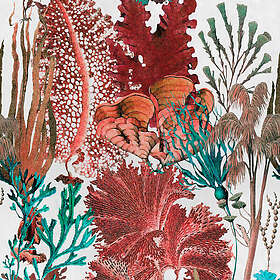 Coral Mindthegap Reef WP20299