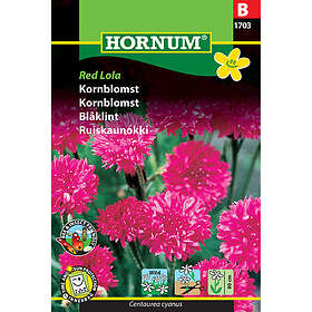 Hornum Blåklint, Red Lola