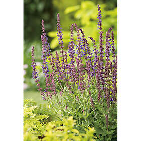 Piardino Perenn Stäppsalvia Blaukönigin 15-Pack