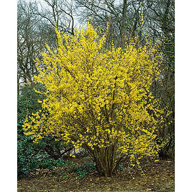 Piardino Buske Forsythia Gul Krukodlad 10-Pack