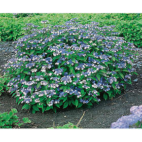 Piardino Buske Purpurhortensia 30-40 Cm Krukodlad