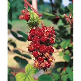 Piardino Bärbuske Vinhallon 30-50Cm 5-Pack Krukodlad