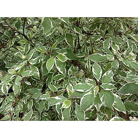 Piardino Buske Rysk Kornell 3-Pack