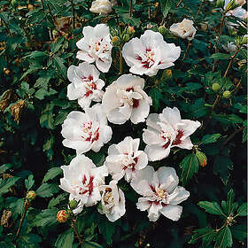 Piardino Buske Frilandshibiskus Vit Krukodlad