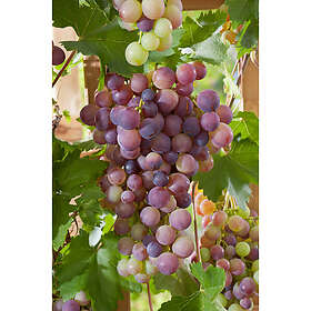 Piardino Vinranka Röd Druva Vanessa 30-50Cm 5-Pack Krukodlad