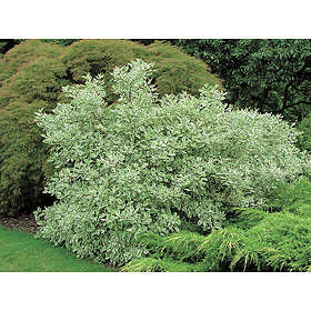 Piardino Buske Vitbrokig Rysk Kornell 5-Pack