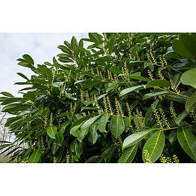 Piardino Buske Lagerhägg Mano Vit 10-Pack