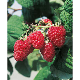 Piardino Bärbuske Ljusrött Trädgårdshallon 30-50 Cm Krukodlad 3-Pack