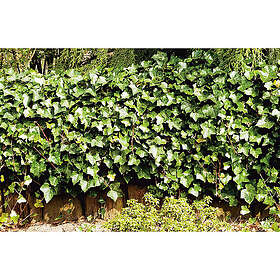 Piardino Häck Storbladig Murgröna 15-30Cm 20-Pack Krukodlad