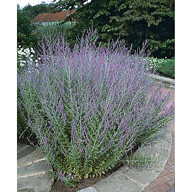 Piardino Buske Perovskia Blå 30-40 Cm Krukodlad