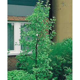 Piardino Barrväxt Tempelträd Ginko Grön 80-100 Cm