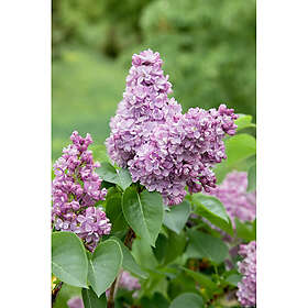 Piardino Häck Syrén Blå 20-40Cm 10-Pack Krukodlad