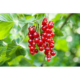 Piardino Bärbuske Röda Vinbär Rolan Krukodlad