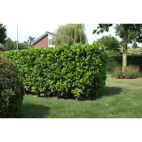 Piardino Buske Lagerhägg Etna Vit 40-50 Cm 10-Pack