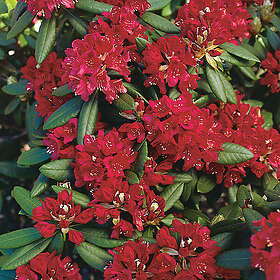 Piardino Rhododendron Park Rödrosa 40-50Cm Krukodlad 3-Pack