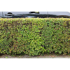 Piardino Buske Häckberberis 30-50Cm 3-Pack