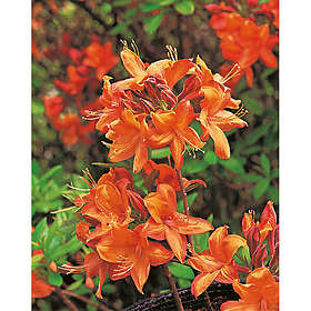 Piardino Azalea Knaphill Golden Eagle Orange/Gul 30-40Cm Krukodlad 5-