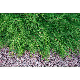 Piardino Barrväxt Kryptuja 30-35Cm 3-Pack