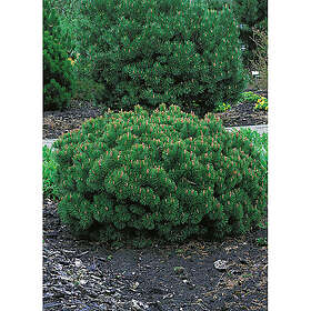 Piardino Barrväxt Bergtall Liten Mörkgrön 25-30 Cm 5-Pack