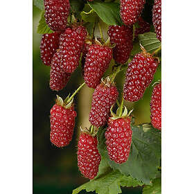 Piardino Bärbuske Björnbärshallon 30-50Cm 5-Pack Krukodlad