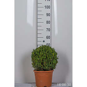 Piardino Buske Buxbom Ø35-40Cm 5-Pack