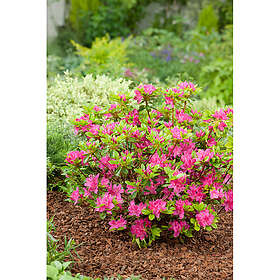 Piardino Azalea Japansk Rödrosa 20-25Cm Krukodlad