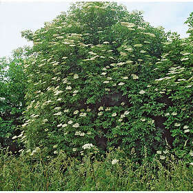 Piardino Buske Fläder Vit 5-Pack