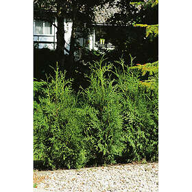 Piardino Häck Thuja Brabant 50-80Cm 10-Pack Krukodlad