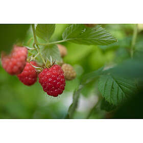 Piardino Bärbuske Trädgårdshallon Ottawa Krukodlad 3-Pack