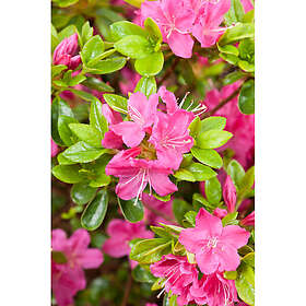 Piardino Rhododendron Japansk Azalea Rödrosa 20-25Cm 3-Pack