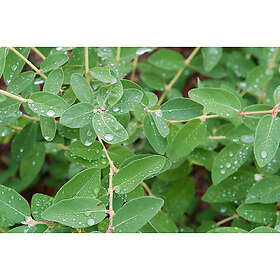 Piardino Häck Blåbärstry Anja E 10-15Cm 10-Pack Krukodlad