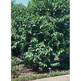 Piardino Bärbuske Svart Mullbär 30-50Cm Krukodlad 10-Pack