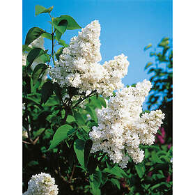 Piardino Buske Syrén Cremevit 3-Pack