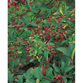 Piardino Buske Bukettapel Vit 50-60 Cm 5-Pack