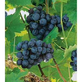 Piardino Vinranka Röd Druva Nordica 30-50Cm 5-Pack Krukodlad