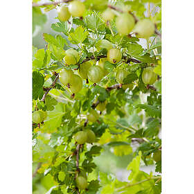 Piardino Bärbuske Gula Krusbär 30-50Cm Krukodlad 10-Pack