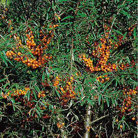 Piardino Buske Havtorn Romeo 10-Pack