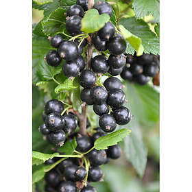 Piardino Bärbuske Svarta Vinbär Narve Viking Krukodlad