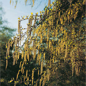 Piardino Buske Hassel Röd/Gul 10-Pack