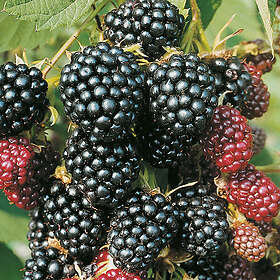 Piardino Bärbuske Flikbjörnbär 30-50Cm 3-Pack Krukodlad